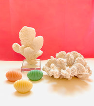 Load image into Gallery viewer, Seashell Beeswax Candles - 3 Pack