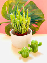 Load image into Gallery viewer, Cactus Beeswax Candles - 2 Pack