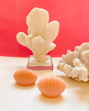 Load image into Gallery viewer, Seashell Beeswax Candles - 3 Pack