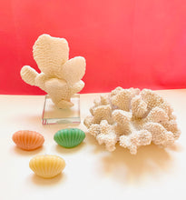 Load image into Gallery viewer, Seashell Beeswax Candles - 3 Pack