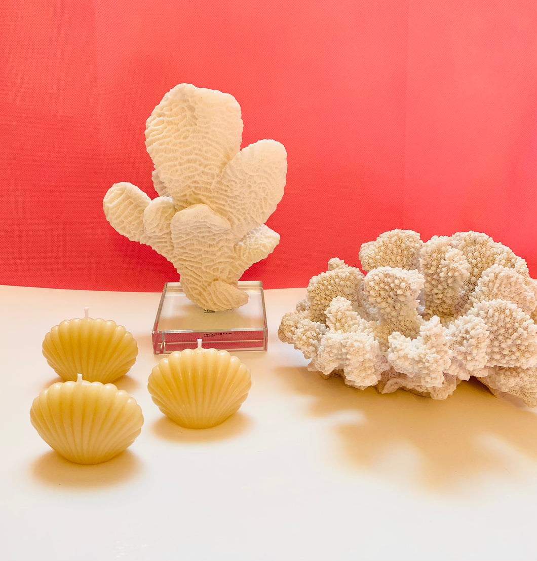 Seashell Beeswax Candles - 3 Pack